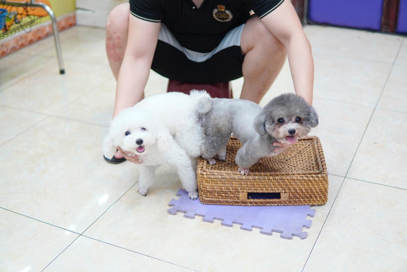 poodle-duc-giong